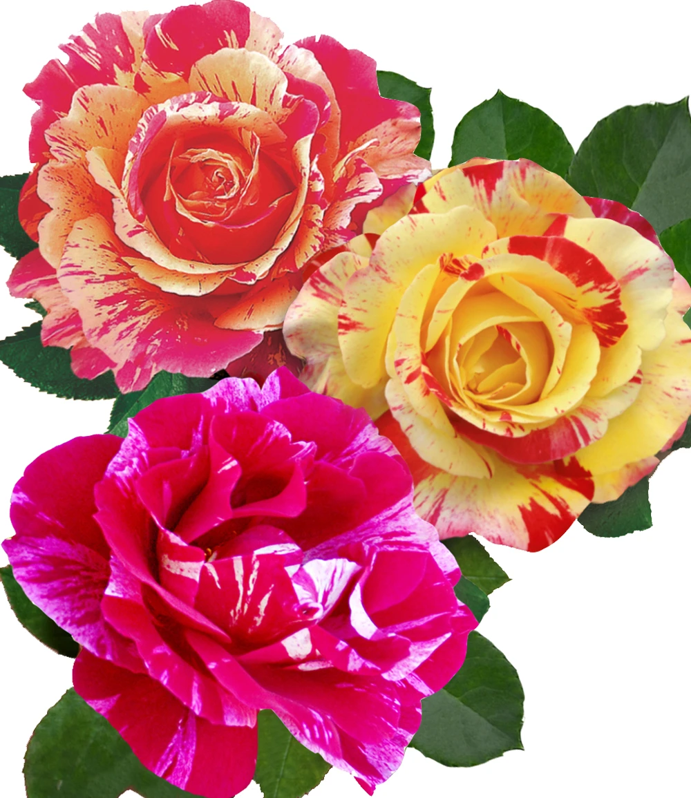 Kleine Malerrosen®-Kollektion 3 Kleine Malerrosen®-Kollektion