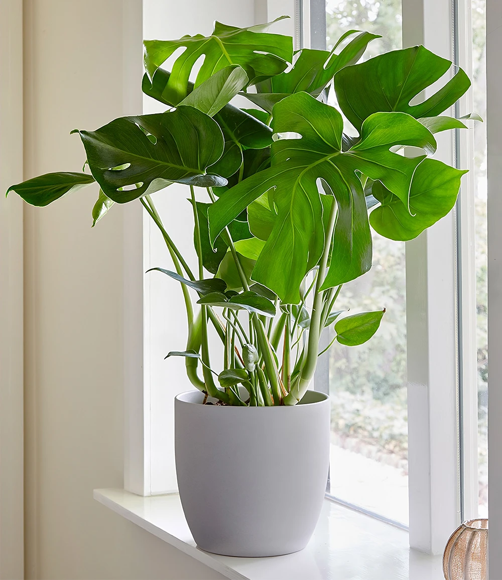 Monstera 3 Monstera
