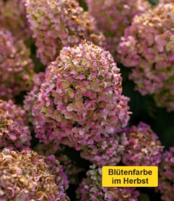 Rispenhortensie 'Little Hottie' -Gartenpflanzen Geschäft 9030399131678