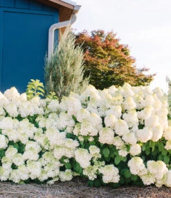 Rispenhortensie 'Little Hottie' -Gartenpflanzen Geschäft 9030399197214