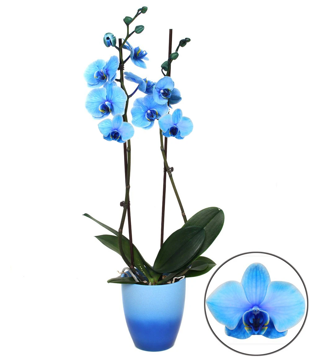 Königsblaue Phalaenopsis, 2 Triebe 3 Königsblaue Phalaenopsis, 2 Triebe