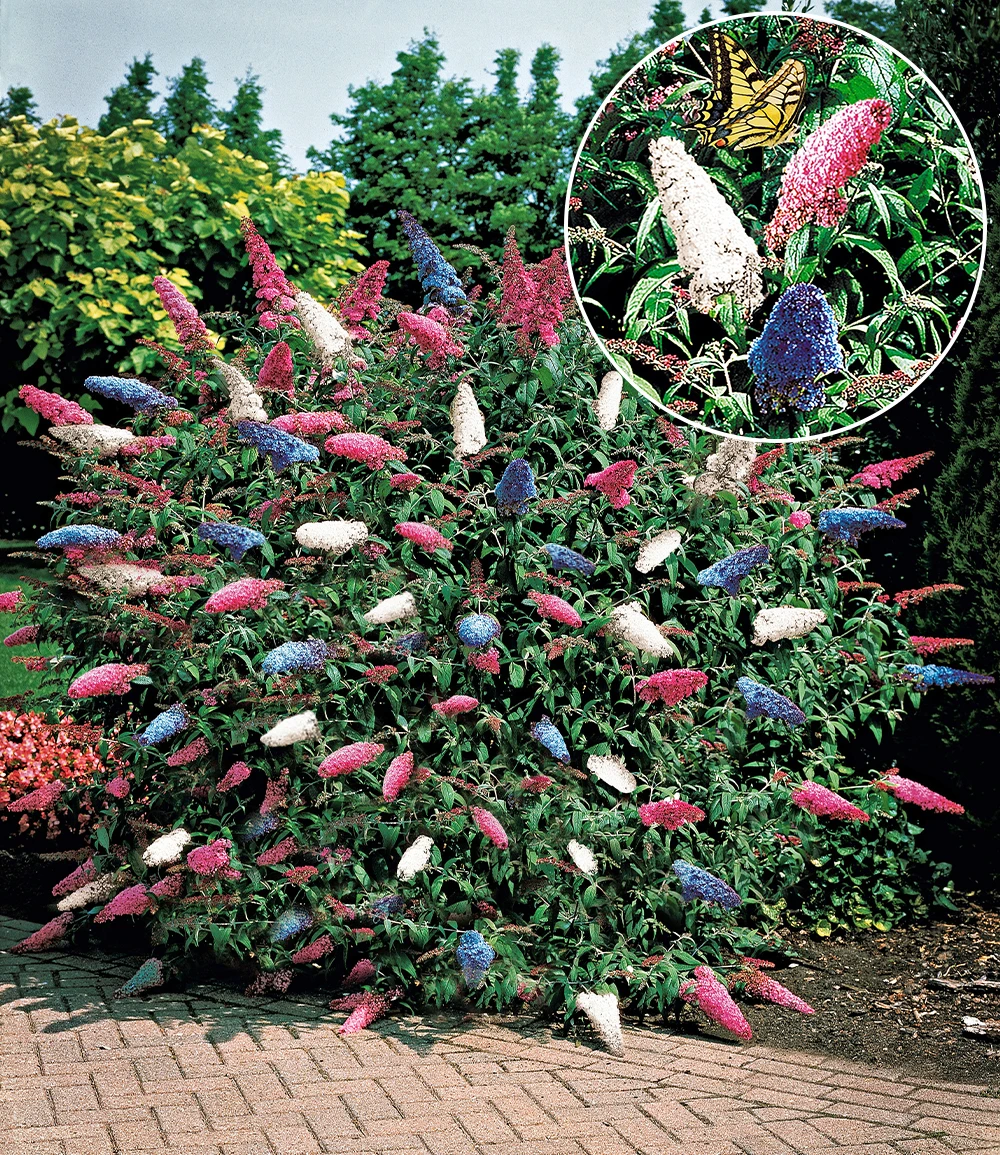 Blüten-Sträucher-Kollektion 4 Blüten-Sträucher-Kollektion – Bild 2