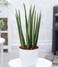 Zimmerpflanzen-Mix 'Grüne Lieblinge' -Gartenpflanzen Geschäft 9033431973918