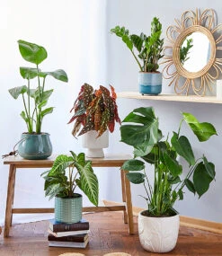 5er-Zimmerpflanzen-Kollektion 'Nice To See'