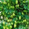Hopfen Im 1,5-Liter Containertopf