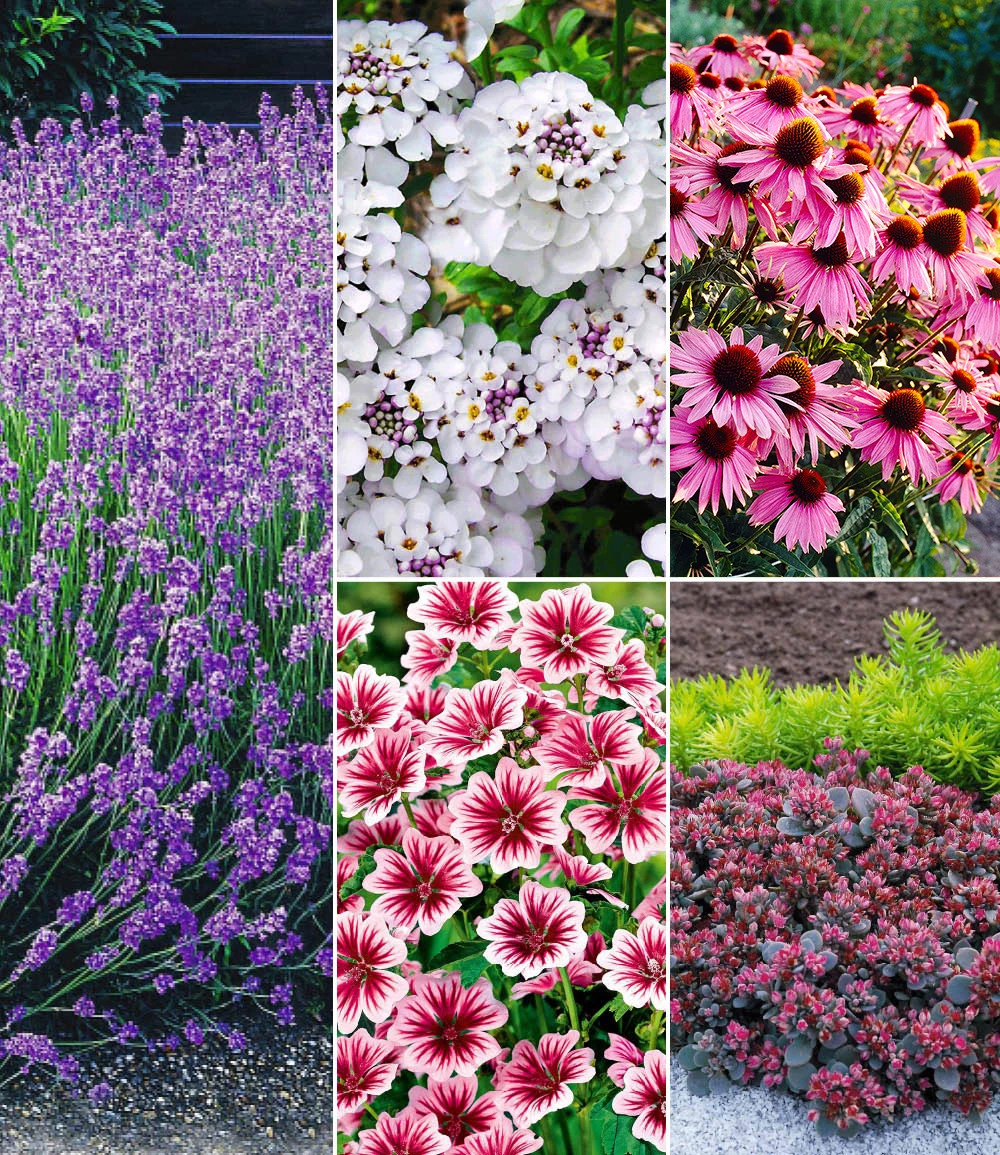 Winterhartes Stauden-Sonnenbeet 3 Winterhartes Stauden-Sonnenbeet