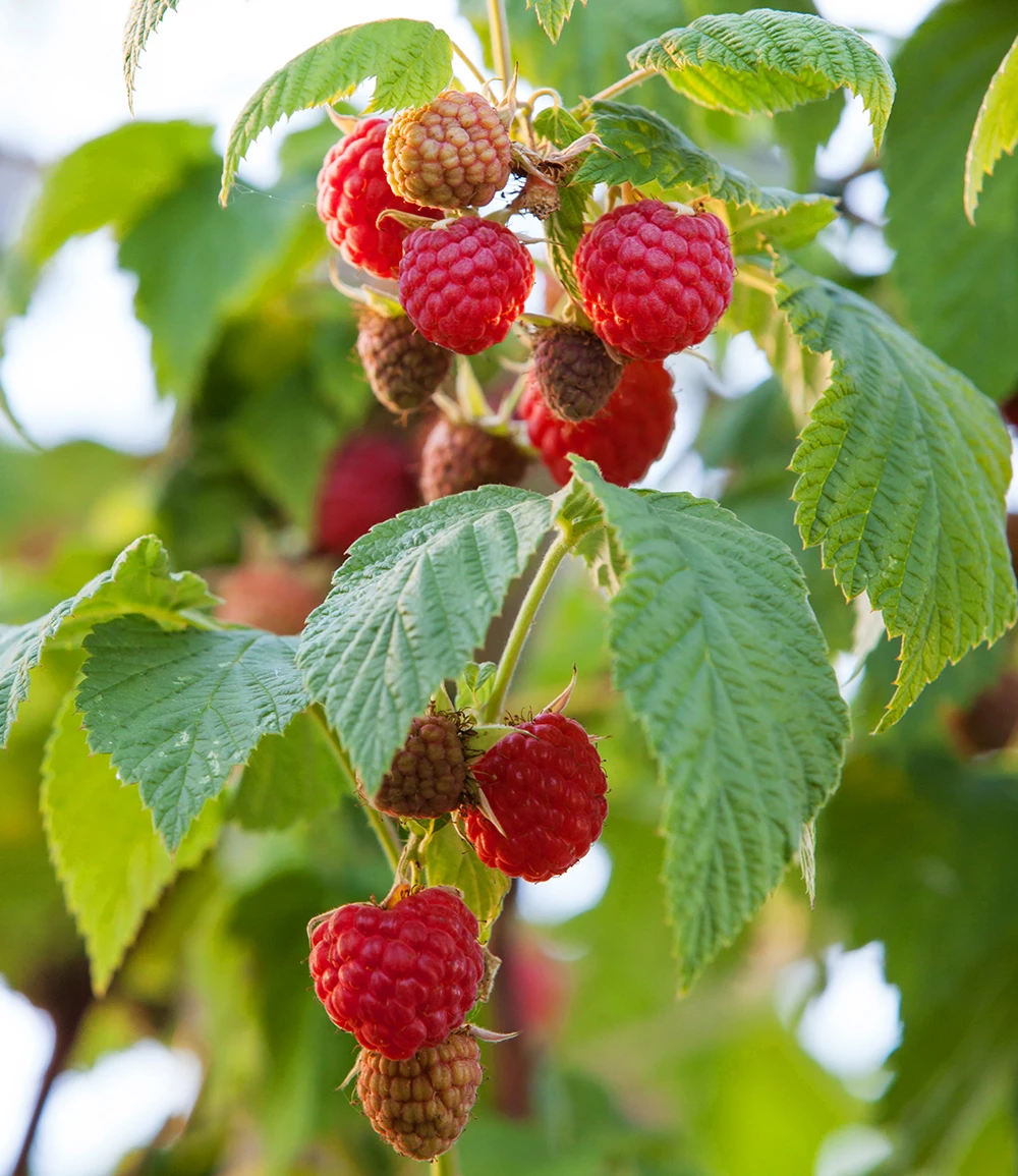 Balkon-Himbeere 'Maddalena®' 4 Balkon-Himbeere 'Maddalena®' – Bild 2