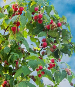 Balkon-Himbeere 'Maddalena®' 7 Balkon-Himbeere 'Maddalena®' -Gartenpflanzen Geschäft 9034635444254