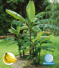 Winterharte Banane 'grün'