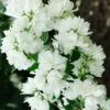 Bauern-Jasmin