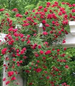 Gartenpflanzen Geschäft -Gartenpflanzen Geschäft 9037233913886