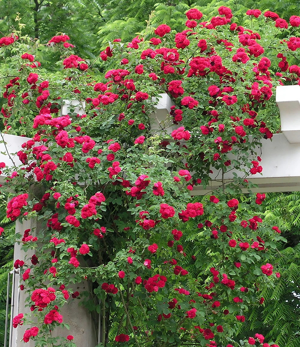 Rambler-Rose 'Chevy Chase' 4 Rambler-Rose 'Chevy Chase' – Bild 2