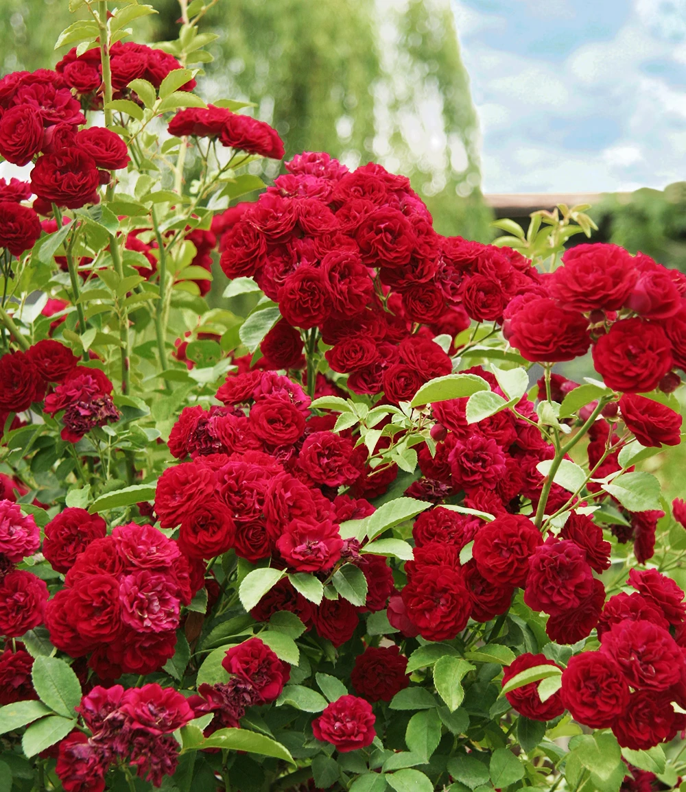 Rambler-Rose 'Chevy Chase' 3 Rambler-Rose 'Chevy Chase'