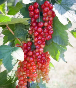 Johannisbeer-Säule 'Rovada®'