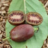 Kiwibeere 'Red Jumbo®' -Gartenpflanzen Geschäft 9037802078238