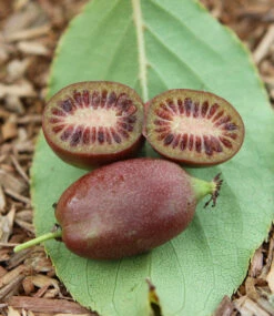 Kiwibeere 'Red Jumbo®'