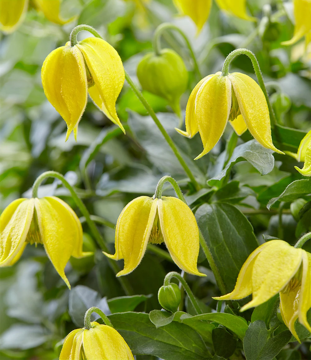 Clematis 'Little Lemons®' Im 3-Liter XXL-Topf 4 Clematis 'Little Lemons®' Im 3-Liter XXL-Topf – Bild 2