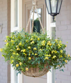 Clematis 'Little Lemons®' Im 3-Liter XXL-Topf 8 Clematis 'Little Lemons®' Im 3-Liter XXL-Topf -Gartenpflanzen Geschäft 9037805289502