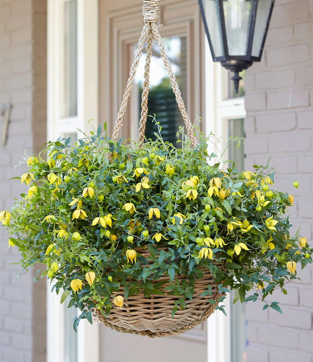 Clematis 'Little Lemons®' Im 3-Liter XXL-Topf 5 Clematis 'Little Lemons®' Im 3-Liter XXL-Topf – Bild 3