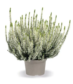 3er-Set Calluna Knospenheide 'Trio-Girls®', Je Im 12 Cm-Topf -Gartenpflanzen Geschäft 9038042169374