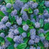 Blauer Ceanothus 'Blue Mound' 2 Blauer Ceanothus 'Blue Mound' -Gartenpflanzen Geschäft 9038045347870