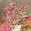 Freiland-Hortensie 'Euphoria® Pink' -Gartenpflanzen Geschäft 9038118944798