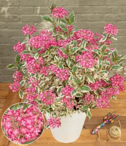 Freiland-Hortensie 'Euphoria® Pink'