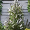 Buddleia 'Butterfly Tower White' -Gartenpflanzen Geschäft 9038192705566