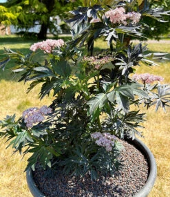 Säulen-Holunder 'Laced Up®' -Gartenpflanzen Geschäft 9038266564638