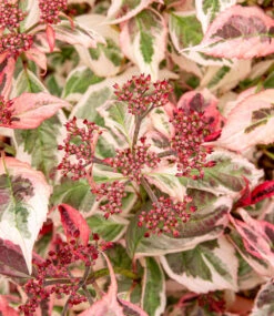 Freiland-Hortensie 'Euphoria® Pink' -Gartenpflanzen Geschäft 9038477656094