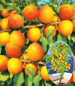 Aprikose 'Compacta Super Compact®'