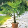 Winterharte Kübel-Palme 2er-Set -Gartenpflanzen Geschäft 9038704443422