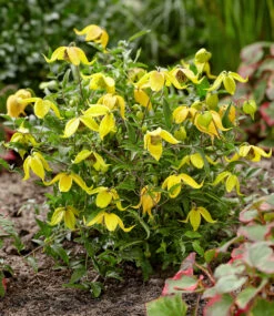 Clematis 'Little Lemons®' Im 3-Liter XXL-Topf 9 Clematis 'Little Lemons®' Im 3-Liter XXL-Topf -Gartenpflanzen Geschäft 9038921236510