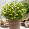 Clematis 'Little Lemons®' Im 3-Liter XXL-Topf -Gartenpflanzen Geschäft 9039087566878