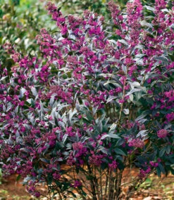 Liebesperlenstrauch 'Pearl Glam®' 7 Liebesperlenstrauch 'Pearl Glam®' -Gartenpflanzen Geschäft 9039190720542