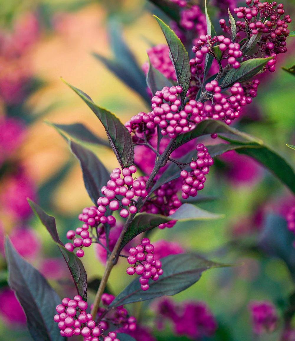 Liebesperlenstrauch 'Pearl Glam®' 3 Liebesperlenstrauch 'Pearl Glam®'