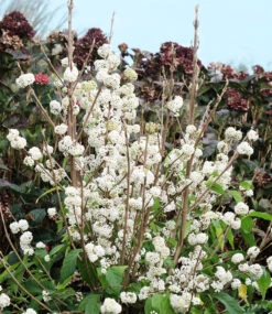 Liebesperlenstrauch 'Magical Snowstar' -Gartenpflanzen Geschäft 9039267004446