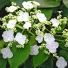 Kletter-Hortensie 'Semiola®' -Gartenpflanzen Geschäft 9039670837278