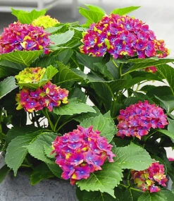 Freiland-Hortensie 'SAXON® Schloss Wackerbarth' Im 12 Cm-Topf -Gartenpflanzen Geschäft 9039764193310