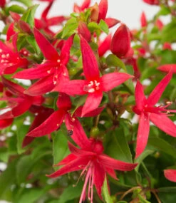 Winterharte Fuchsie 'Chilli Red'