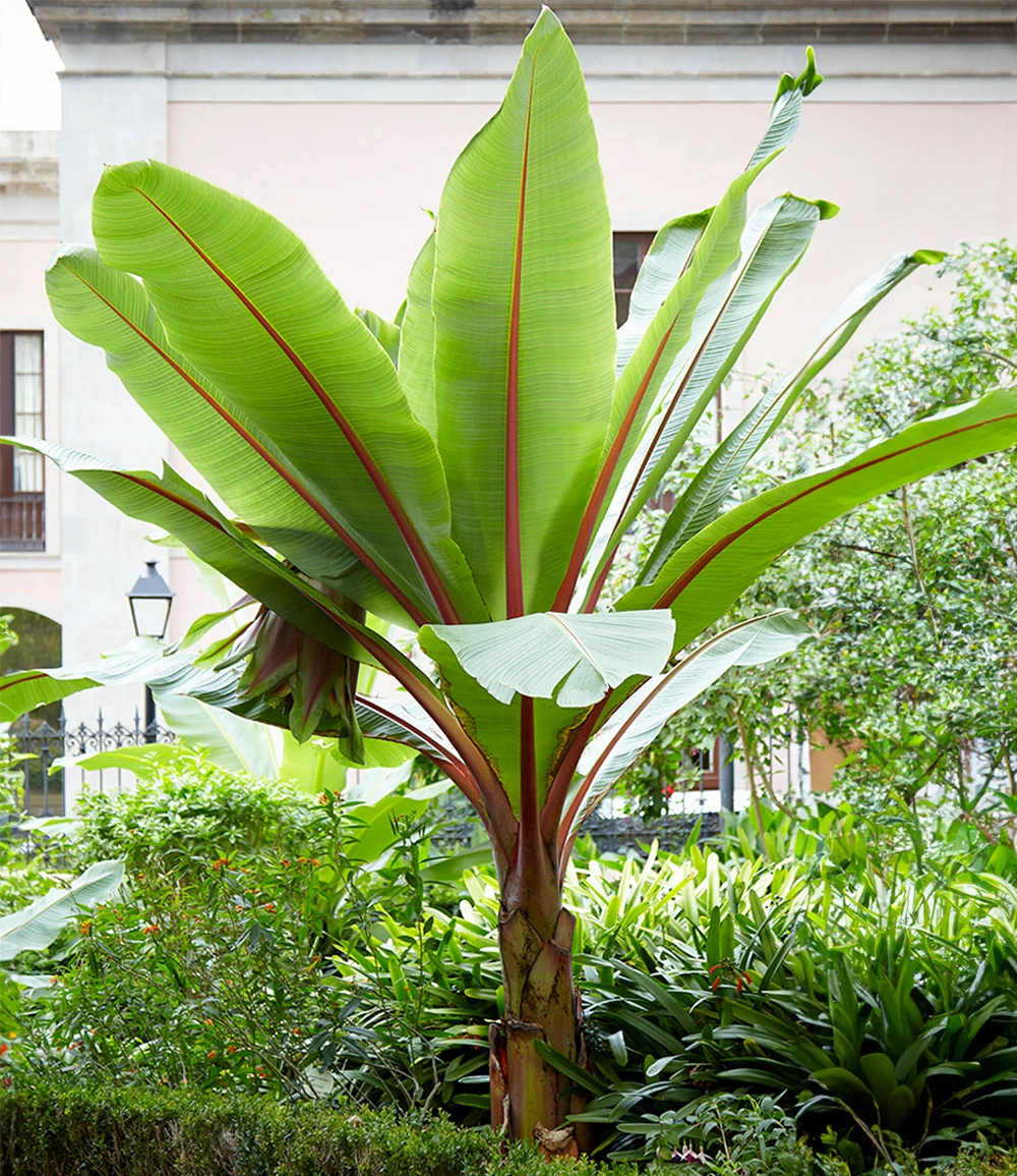 Winterharte Banane 'rot' 3 Winterharte Banane 'rot'