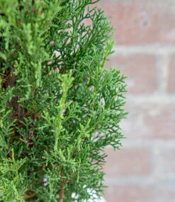 Green Elements® 'Beauty Of Tuscany' -Gartenpflanzen Geschäft 9040862445598