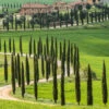 Green Elements® 'Beauty Of Tuscany' -Gartenpflanzen Geschäft 9040862576670