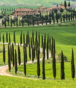 Green Elements® 'Beauty Of Tuscany'