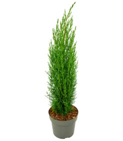 Green Elements® 'Beauty Of Tuscany' -Gartenpflanzen Geschäft 9040862642206