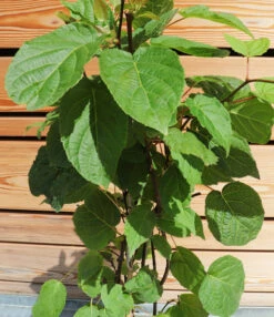 Kiwi Befruchter Sorte 'Nostino' -Gartenpflanzen Geschäft 9041202413598