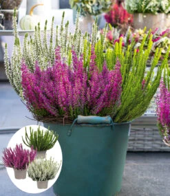 3er-Set Calluna Knospenheide 'Trio-Girls®', Je Im 12 Cm-Topf