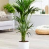 Kentia Palme Ca. 90-100 Cm Hoch 1 Kentia Palme Ca. 90-100 Cm Hoch -Gartenpflanzen Geschäft 9042711805982