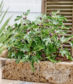 Mini Feigenbaum 'Little Miss Figgy' -Gartenpflanzen Geschäft 9044058210334