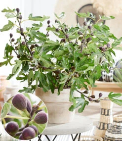 Mini Feigenbaum 'Little Miss Figgy'